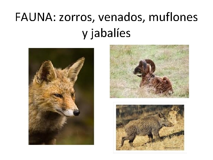 FAUNA: zorros, venados, muflones y jabalíes 