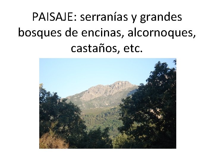 PAISAJE: serranías y grandes bosques de encinas, alcornoques, castaños, etc. 