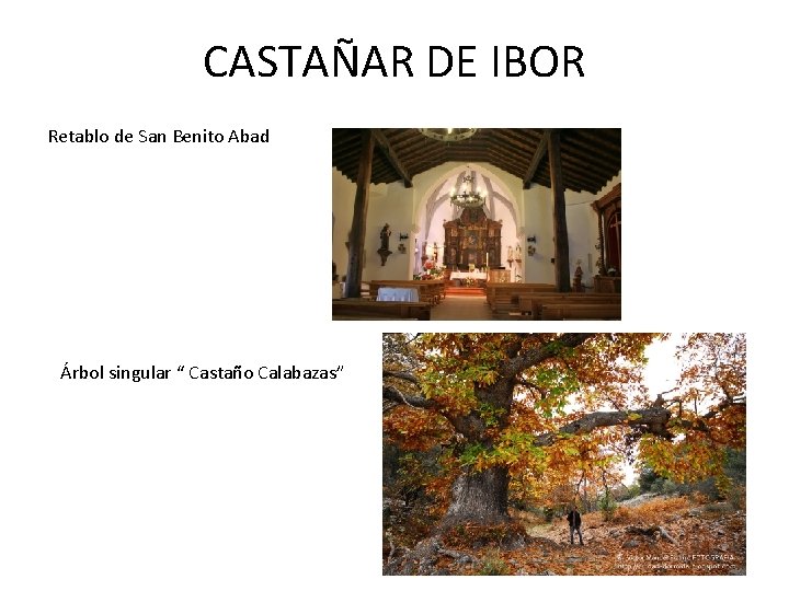 CASTAÑAR DE IBOR Retablo de San Benito Abad Árbol singular “ Castaño Calabazas” 