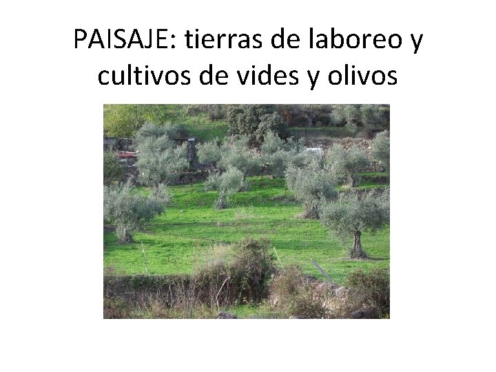 PAISAJE: tierras de laboreo y cultivos de vides y olivos 