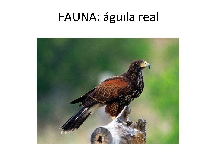 FAUNA: águila real 