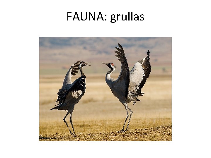 FAUNA: grullas 