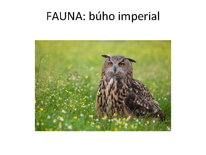 FAUNA: búho imperial 