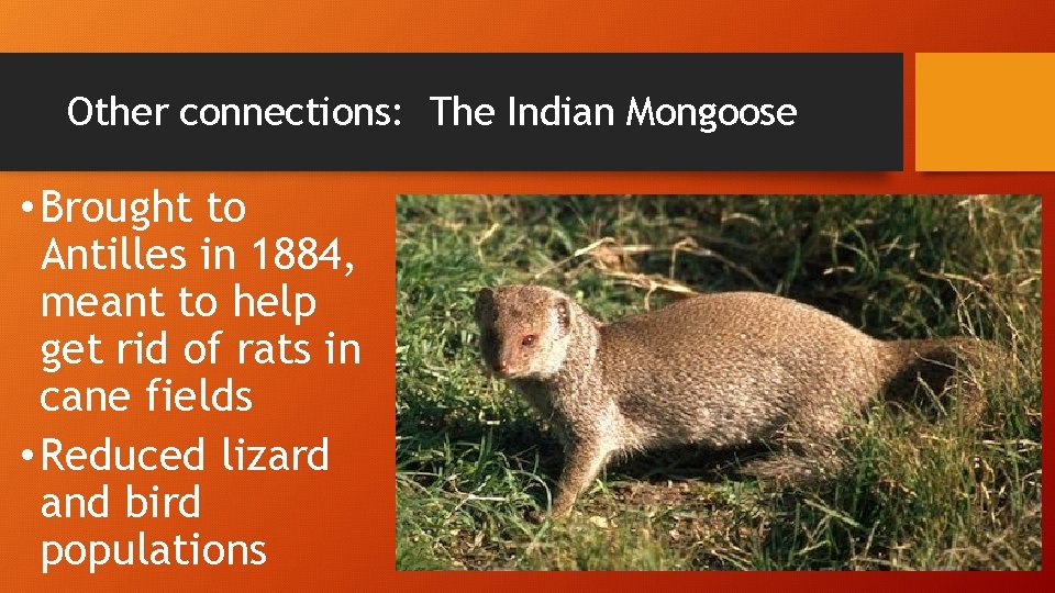 Other connections: The Indian Mongoose • Brought to Antilles in 1884, meant to help