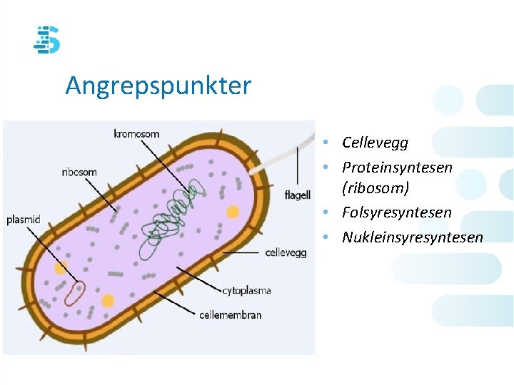 Angrepspunkter • Cellevegg • Proteinsyntesen (ribosom) • Folsyresyntesen • Nukleinsyresyntesen 