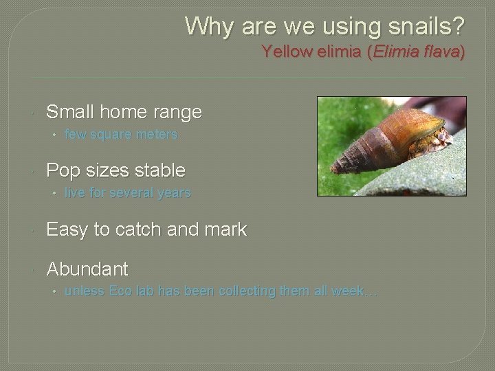 Why are we using snails? Yellow elimia (Elimia flava) Small home range • few