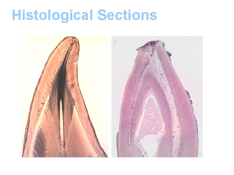 Histological Sections 