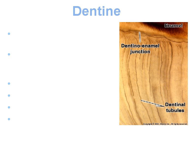 Dentine forms the bulk of the tooth. ● It is rigid but elastic therefore