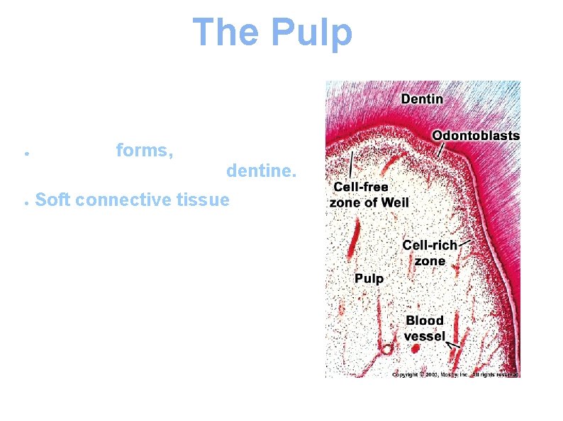 The Pulp The pulp forms, nourishes, innervates and repairs dentine. ● ● Soft connective