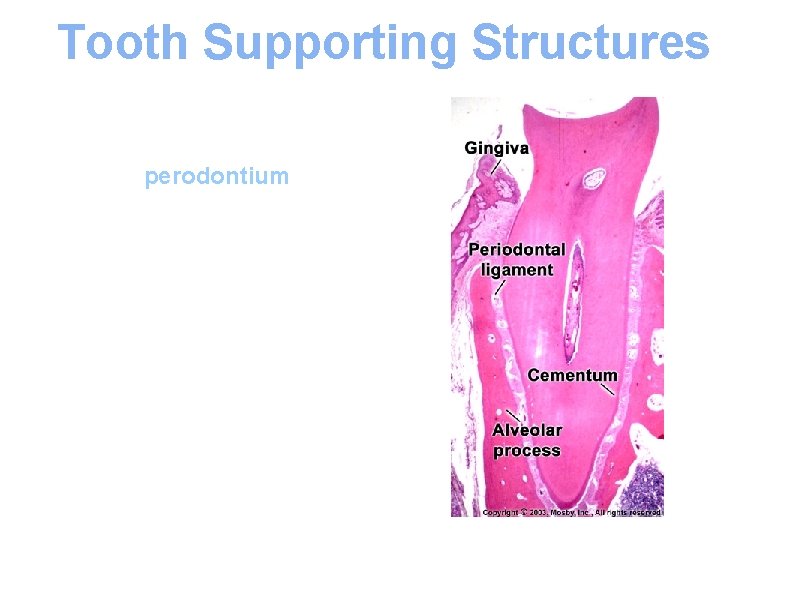 Tooth Supporting Structures Teeth are supported by the perodontium which consists of: 1 -