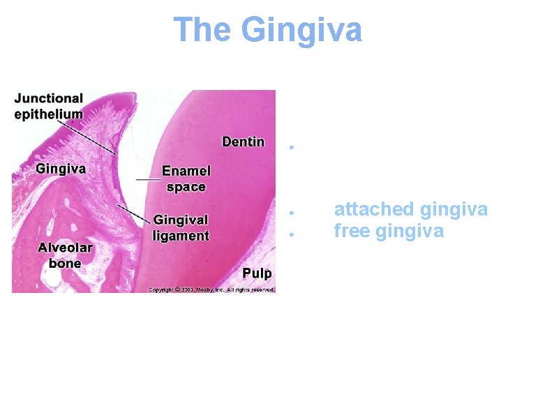 The Gingiva The gingiva has 2 main regions: ● the attached gingiva ● the