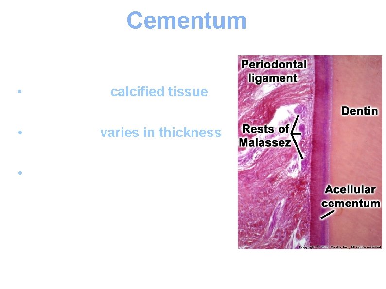 Cementum • Thin layer of calcified tissue covering the dentine of the root. •