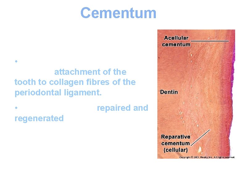 Cementum • The prime function of cemntum is to give attachment of the tooth