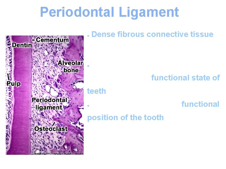 Periodontal Ligament Dense fibrous connective tissue that attaches the tooth to the alveolar bone.