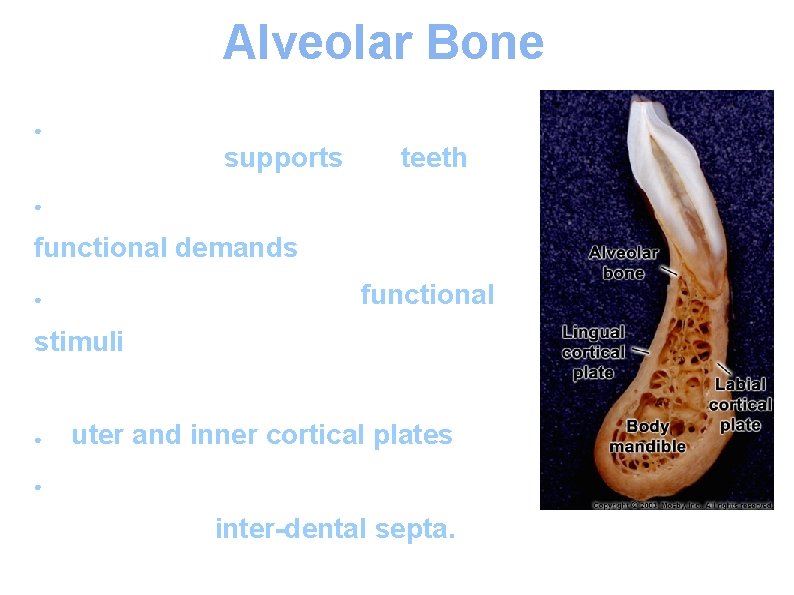 Alveolar Bone The part of the maxilla and mandible that supports the teeth. ●