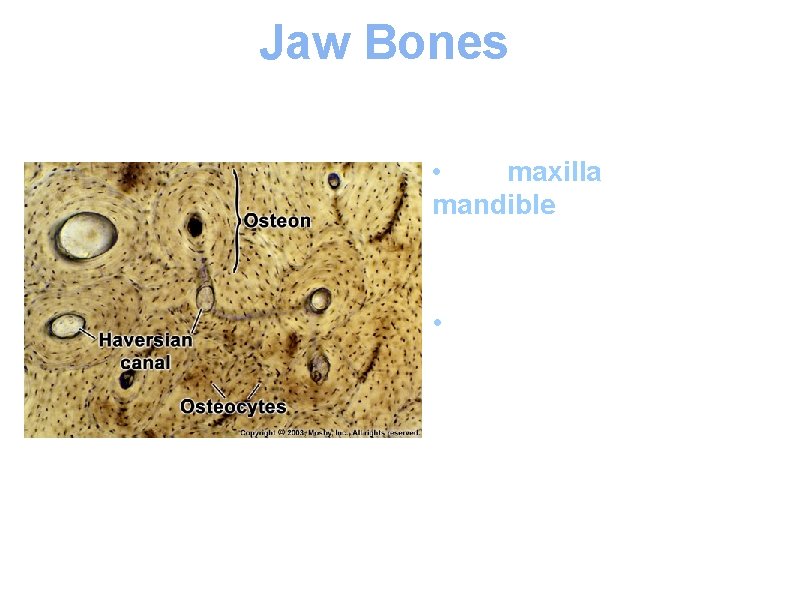 Jaw Bones • The maxilla and the mandible form the upper and lower jaw