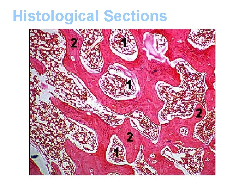 Histological Sections 