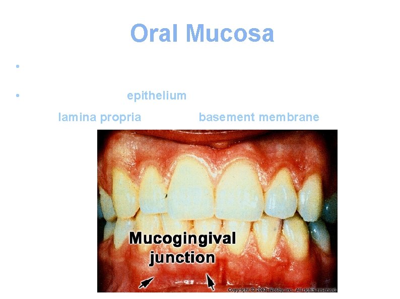 Oral Mucosa • The oral mucosa represents the lining of the oral cavity •