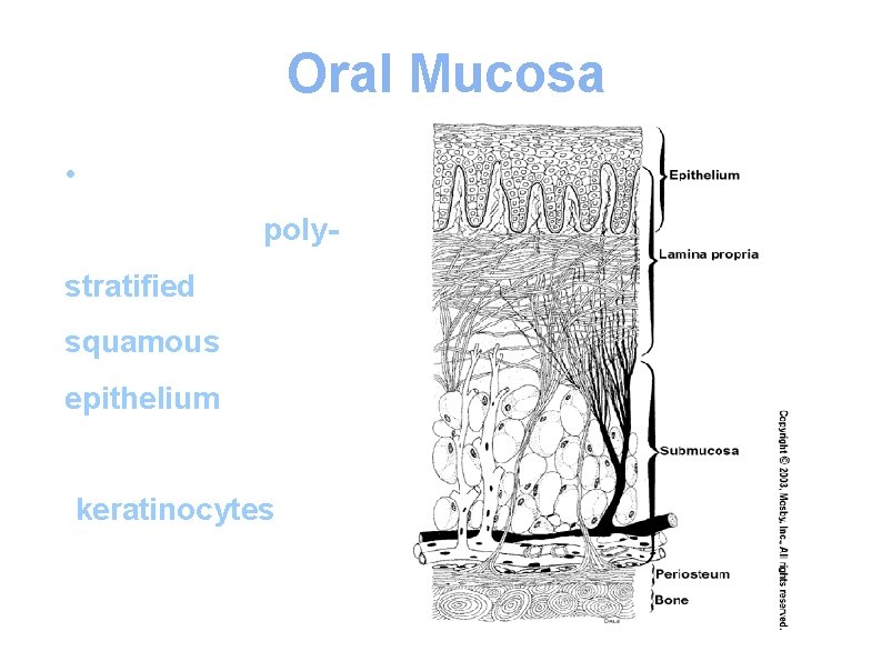 Oral Mucosa • The oral epithelium is polystratified squamous epithelium. The epithelial cells (keratinocytes)