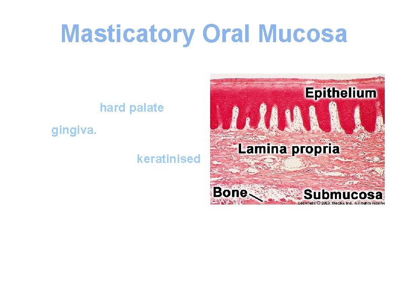 Masticatory Oral Mucosa • Masticatory mucosa covers parts of the hard palate and the