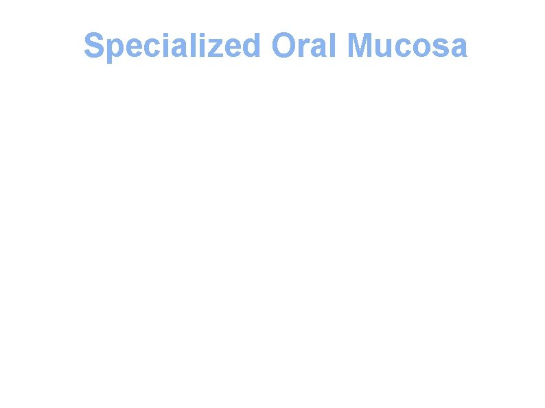 Specialized Oral Mucosa Specialized oral mucosae include: 1 - The mucosa covering the dorsal