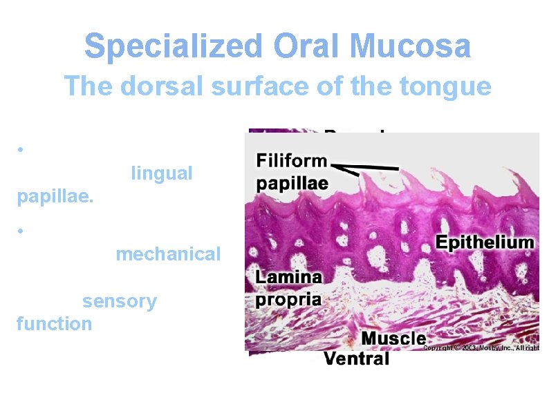 Specialized Oral Mucosa The dorsal surface of the tongue • Characterized by the presence