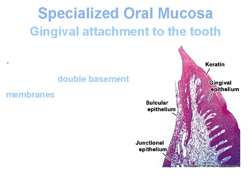 Specialized Oral Mucosa Gingival attachment to the tooth • Characterized by the presence of