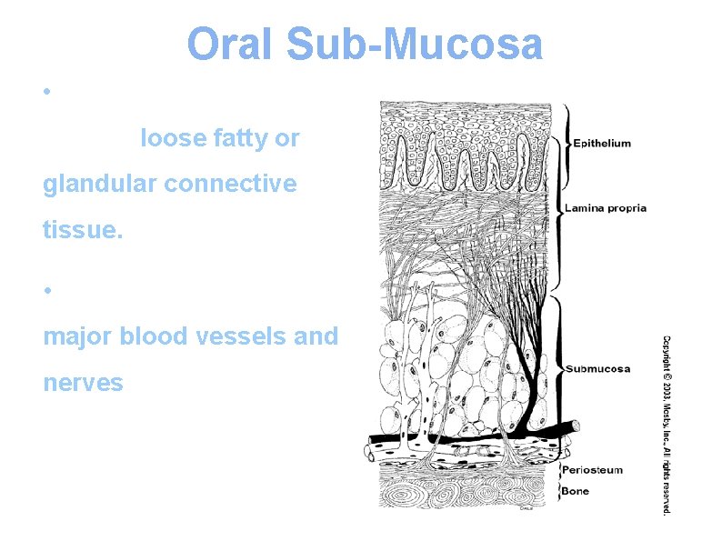 Oral Sub-Mucosa • Oral sub-mucosa is a layer of loose fatty or glandular connective