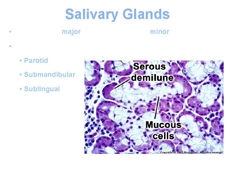 Salivary Glands • Three pairs of major salivary glands and minor salivary glands. •