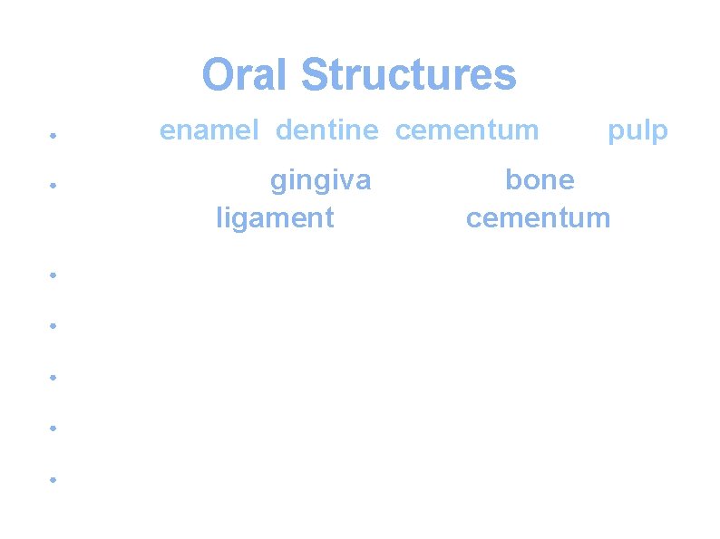 Oral Structures ● Teeth: enamel, dentine, cementum and pulp. Periodontium: gingiva, alveolar bone, periodontal