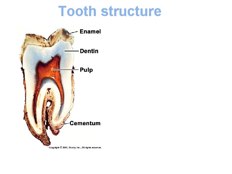 Tooth structure - A tooth has a crown and root(s) with a pulp chamber