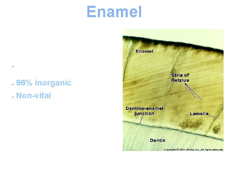 Enamel Most highly mineralized tissue in the body ● 96% inorganic material. ● ●