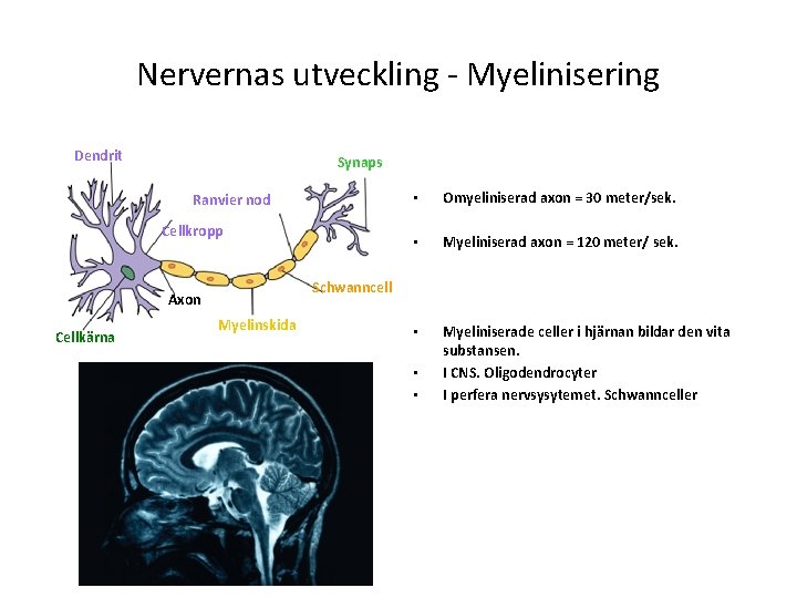 Nervernas utveckling - Myelinisering Dendrit Synaps Ranvier nod Cellkropp Omyeliniserad axon = 30 meter/sek.