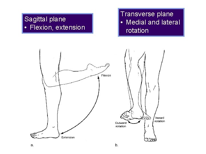 Sagittal plane • Flexion, extension Transverse plane • Medial and lateral rotation 