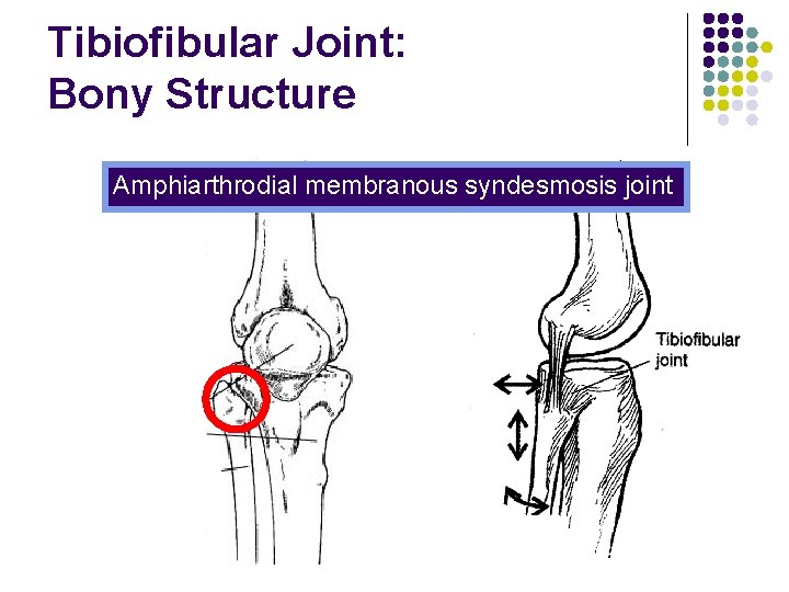 Tibiofibular Joint: Bony Structure Amphiarthrodial membranous syndesmosis joint 