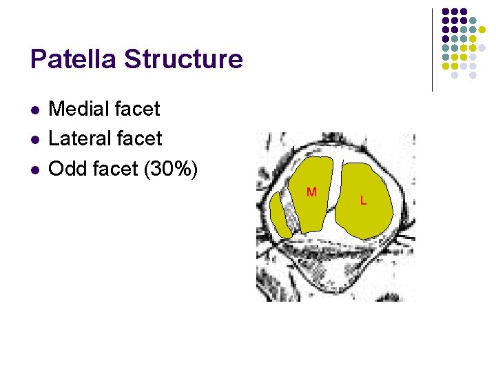 Patella Structure l l l Medial facet Lateral facet Odd facet (30%) M L