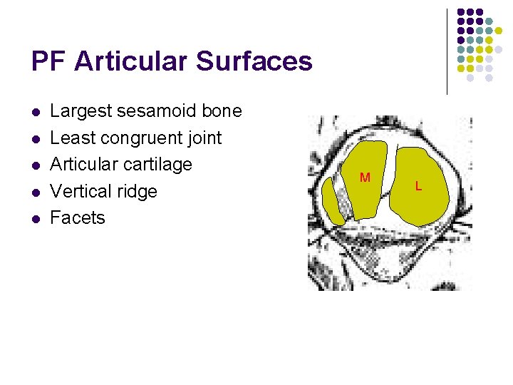 PF Articular Surfaces l l l Largest sesamoid bone Least congruent joint Articular cartilage