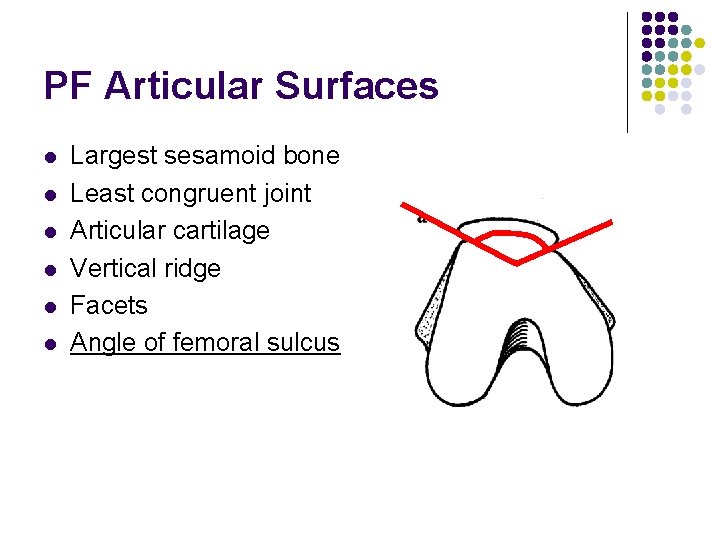 PF Articular Surfaces l l l Largest sesamoid bone Least congruent joint Articular cartilage