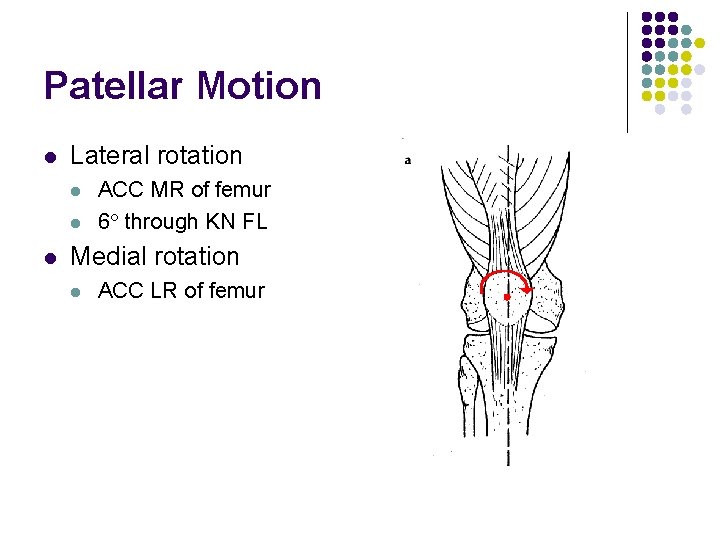 Patellar Motion l Lateral rotation l l l ACC MR of femur 6 through