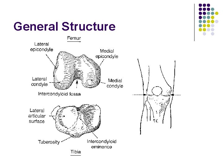 General Structure 