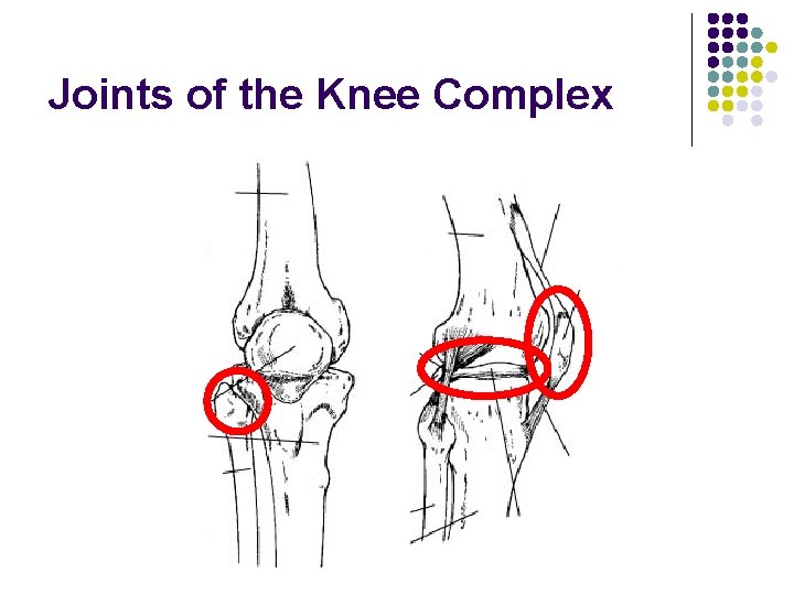 Joints of the Knee Complex 