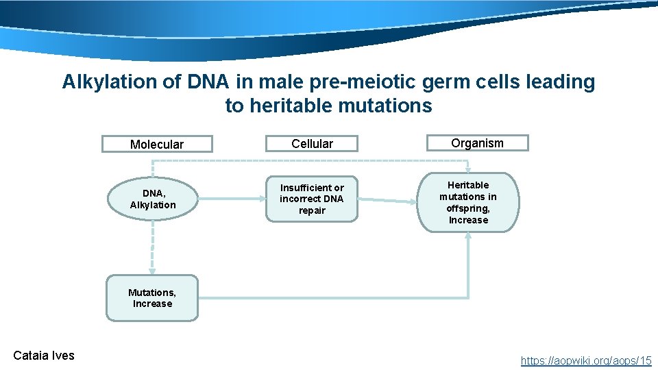 Alkylation of DNA in male pre-meiotic germ cells leading to heritable mutations Molecular DNA,