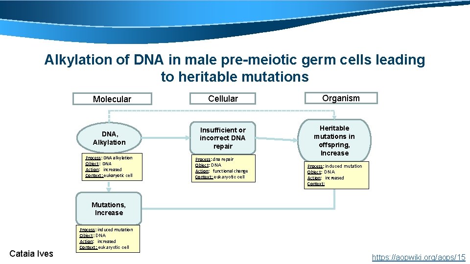 Alkylation of DNA in male pre-meiotic germ cells leading to heritable mutations Molecular Cellular