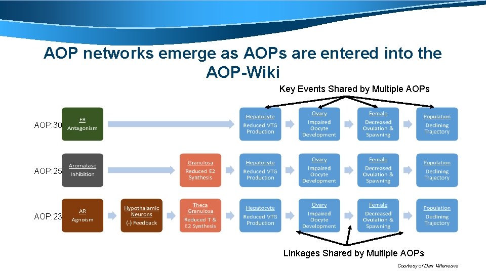 AOP networks emerge as AOPs are entered into the AOP-Wiki Key Events Shared by