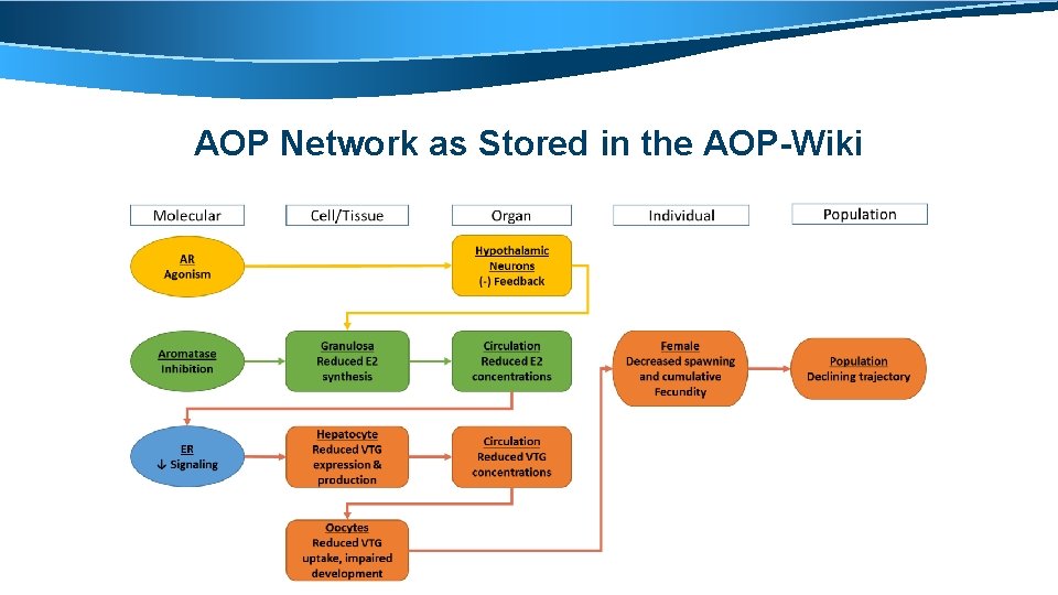 AOP Network as Stored in the AOP-Wiki 