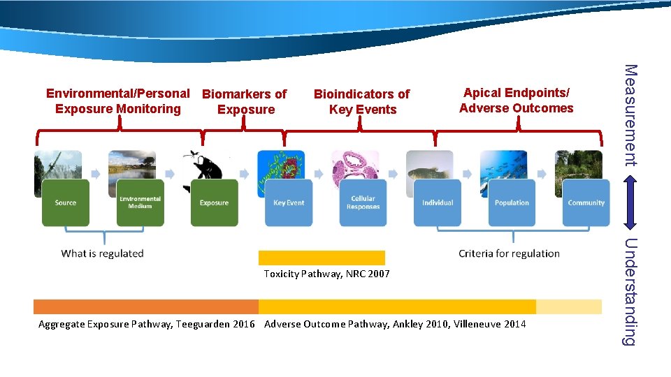 Bioindicators of Key Events Apical Endpoints/ Adverse Outcomes Aggregate Exposure Pathway, Teeguarden 2016 Adverse