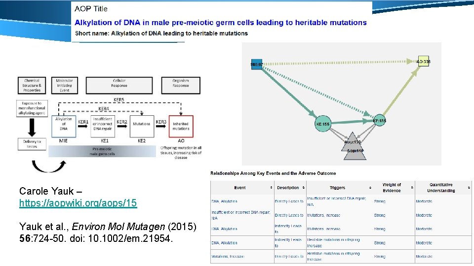 Carole Yauk – https: //aopwiki. org/aops/15 Yauk et al. , Environ Mol Mutagen (2015)