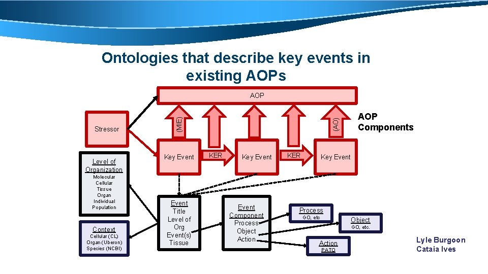 Ontologies that describe key events in existing AOPs Level of Organization Molecular Cellular Tissue