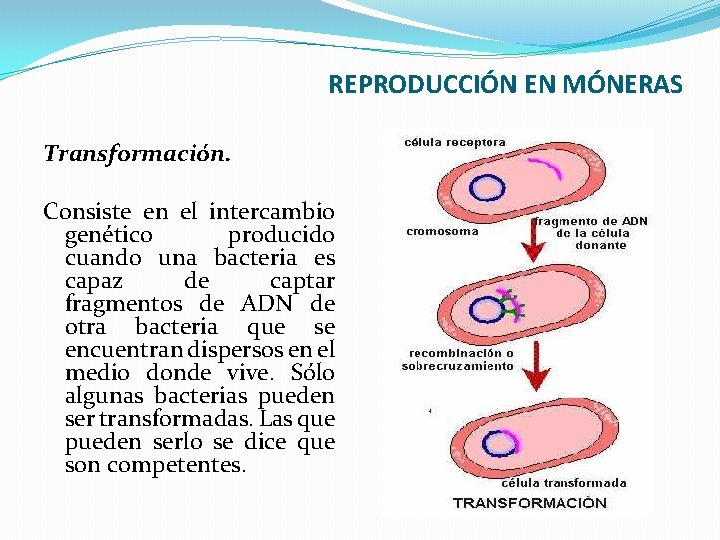REPRODUCCIÓN EN MÓNERAS Transformación. Consiste en el intercambio genético producido cuando una bacteria es