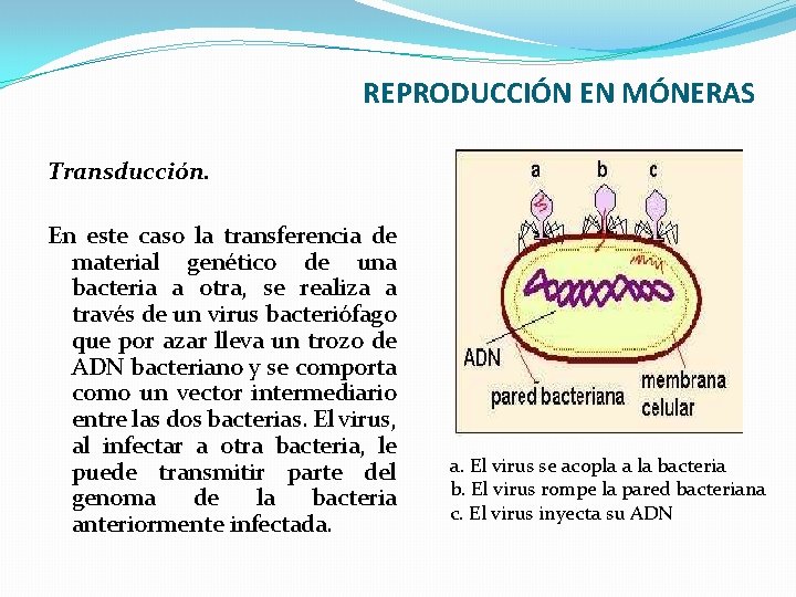 REPRODUCCIÓN EN MÓNERAS Transducción. En este caso la transferencia de material genético de una